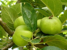 Pommes "reinettes grises"