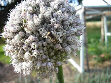 Syrphe sur fleur d