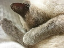 Gwen, chat fatigué