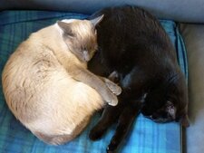 Gwenn ha Du (chats bretons)