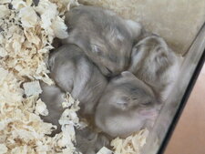 Hamster russe bleu saphir