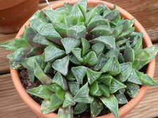 Haworthia cymbiformis