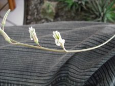 Fleurs du haworthia fasciata.