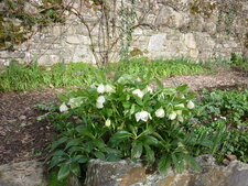 Hellebores