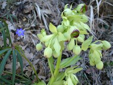 Helleborus foetidus