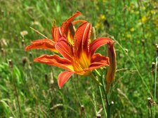 Hémérocalle fauve-fleur