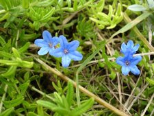 Anchusa non identifiée