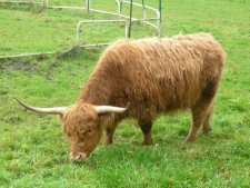  Vache "Highland"