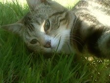 Chaton