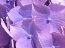 Hortensia