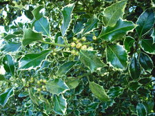 houx panaché