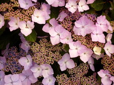 Hydrangée à fleurs stériles