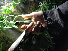 Iguane vert
