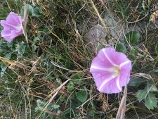 Liseron des dunes