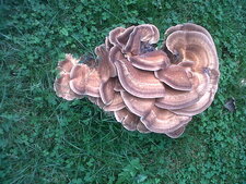 Champignon mais lequel ?