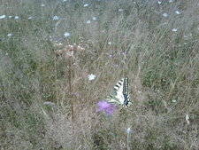 Papillon machaon sur folles