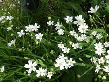 Stellaire Holostée, langue d