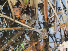 Grenouille rousse 