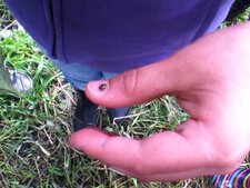 La coccinelle !!!
