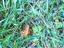 La grenouille jaune 