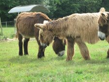 Baudets du Poitou