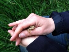 Jolie petite grenouille