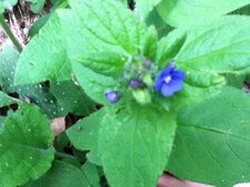 Myosotis