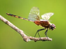 Libellule