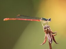 Libellule 