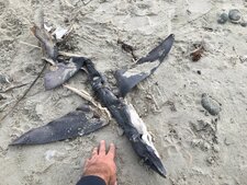 Un requin ? à votre avis ?