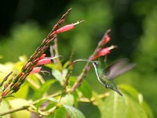 Colibri