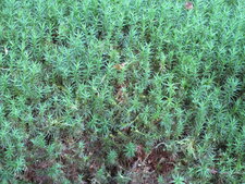 Polytrichum