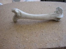 De quel animal provient cet os ?