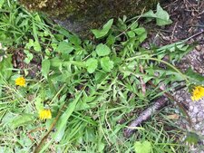 Taraxacum sp.