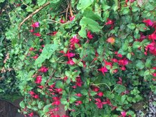 Fuchsia