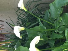 Fleurs d