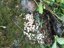 Escargot et champignons