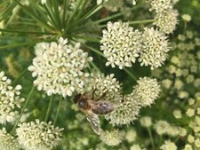 Apis mellifera