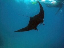Raie manta ou diable de mer