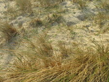 Oyats sur les dunes de Tréompan