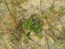 Roquette de mer (Cakile maritima) ???