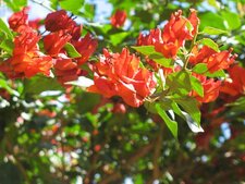 Bougainvillée rouge, Bougainvillea