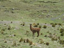 Lama, lama glama