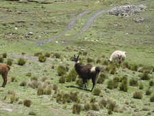 Lamas glamas en pâture