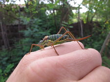 Sauterelle Ephippigère