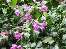 Bougainvillée, Bougainvillea