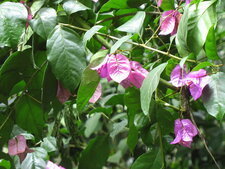  Fleur de Bougainvillée