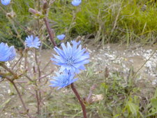 Chicorée sauvage [Cichorium intybus]