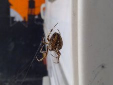 Araignée épeire [araneus diadematus]