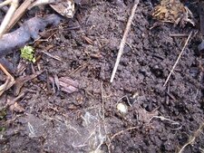 Fourmi brune LASIUS NIGER dite : "fourmi Gauthier"